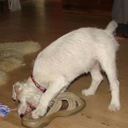 Parson russell terrier Funny Girl