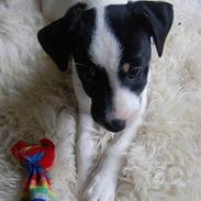 Dansk svensk gaardhund Dico