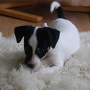 Dansk svensk gaardhund Dico