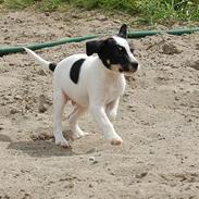 Dansk svensk gaardhund Dico