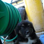 Blanding af racer Emma