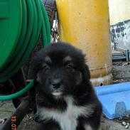 Blanding af racer Emma