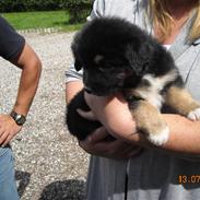 Blanding af racer Emma