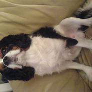 Cavalier king charles spaniel Paj