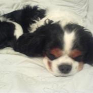 Cavalier king charles spaniel Paj