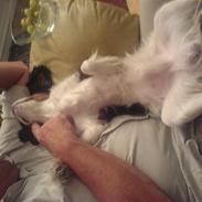 Cavalier king charles spaniel Paj