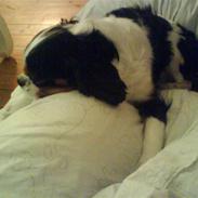 Cavalier king charles spaniel Paj