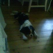 Cavalier king charles spaniel Paj