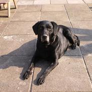 Labrador retriever sabbi