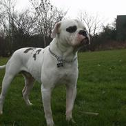 Amerikansk bulldog Haack's Elvis