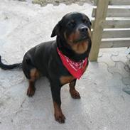 Rottweiler Mollie