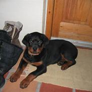 Rottweiler Mollie