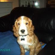 Cocker spaniel Charlie