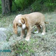 Cocker spaniel Charlie