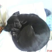 Labrador retriever Freja