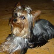 Yorkshire terrier Oscar