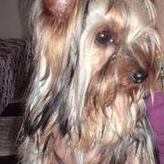 Yorkshire terrier Oscar