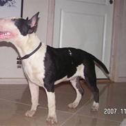 Bullterrier Jazz