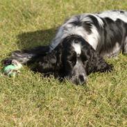 Cocker spaniel Aldur (Blue Roan)