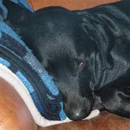 Labrador retriever Molly