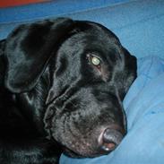 Labrador retriever Molly