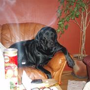 Labrador retriever Molly