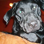 Labrador retriever Molly
