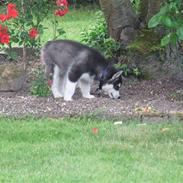Alaskan malamute Helios