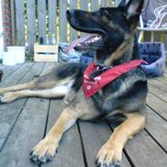 Schæferhund (Laguso) Inka