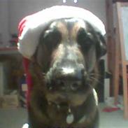 Schæferhund (Laguso) Inka