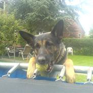 Schæferhund (Laguso) Inka