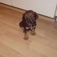 Blanding af racer Carl smidt