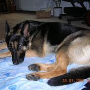 Schæferhund (Laguso) Inka