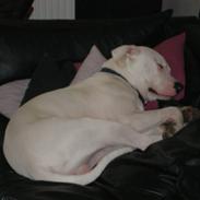 Dogo argentino Sivas