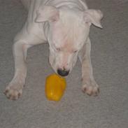 Dogo argentino Sivas