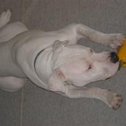 Dogo argentino Sivas