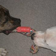 Dogo argentino Sivas