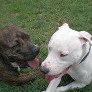 Dogo argentino Sivas