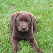 Labrador retriever Aya