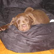 Labrador retriever Aya