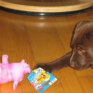 Labrador retriever Aya