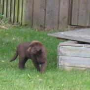 Labrador retriever Aya