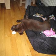 Labrador retriever Aya