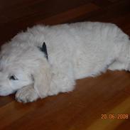 Golden retriever Enzo