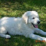 Golden retriever Enzo