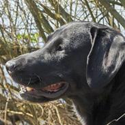 Labrador retriever (formel 1) MAX