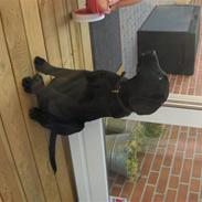 Labrador retriever (formel 1) MAX