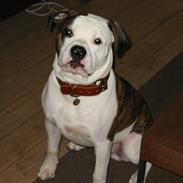 Amerikansk bulldog .: Riccardo :.