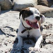 Amerikansk bulldog .: Riccardo :.