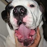 Amerikansk bulldog .: Riccardo :.